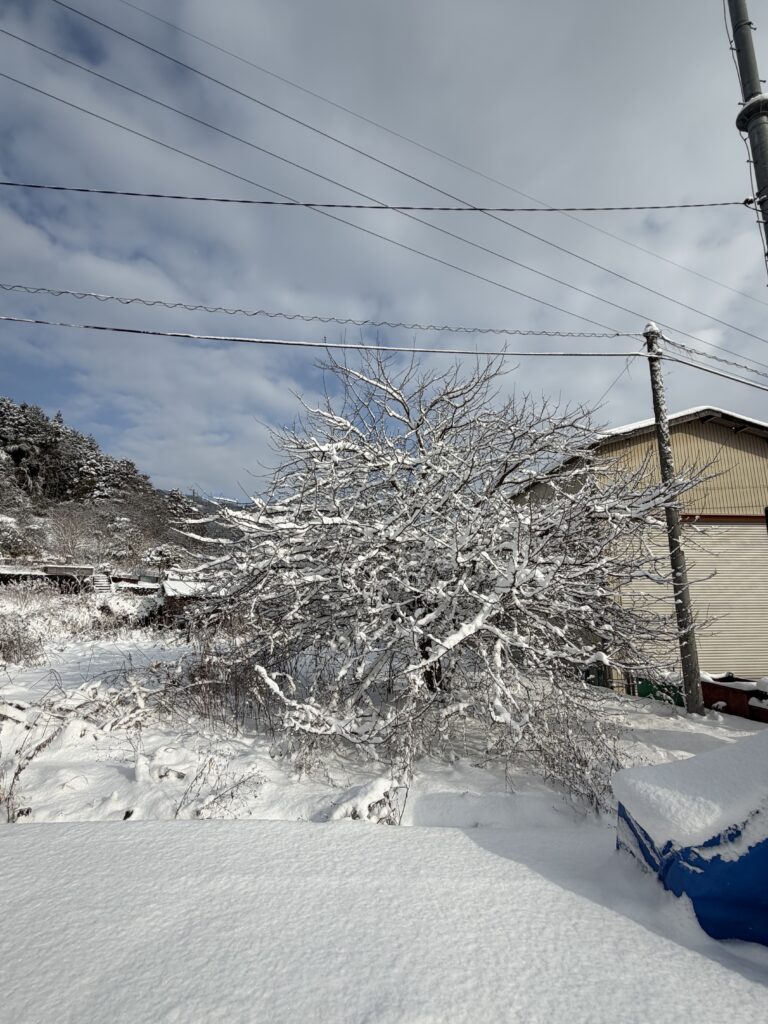 お店の横のスモモの木